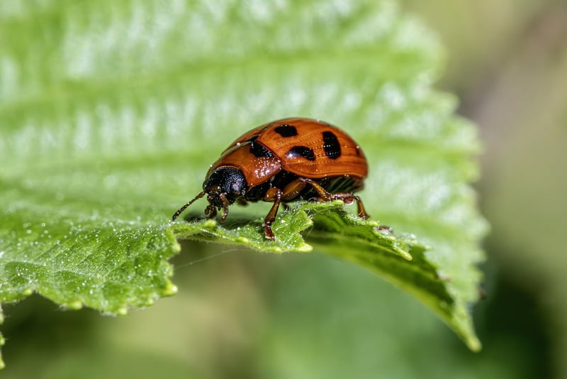 Pest control strategies