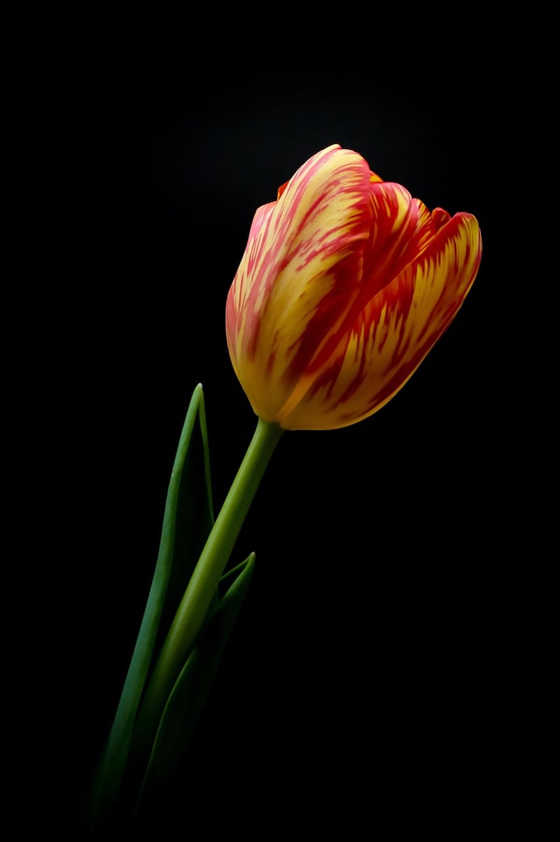 Vertical garden flowers